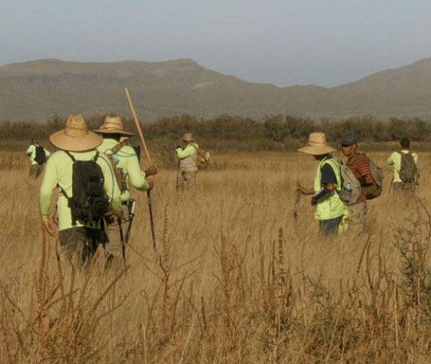 Mais où va-t-on coyote ?